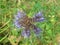 Blue Phacelia Flower