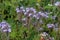 Blue Phacelia flower - valuable green plant close-up