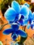 Blue Phalaenopsis orchid