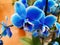 Blue Phalaenopsis orchid