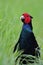 Blue pheasant hiding in long grass