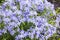 Blue phlox on alpine hill