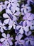 Blue Phlox background