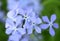 Blue Phlox flowers