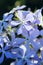 Blue Phlox flowers