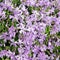 Blue phlox subulata blossoms