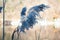 Blue Phragmites next to the River