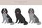 Blue Picardy Spaniel clipart. Different coat colors and poses set