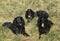 Blue Picardy Spaniel Dog laying on Grass