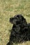 Blue Picardy Spaniel Dog laying on Grass