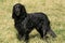 Blue Picardy Spaniel Dog standing on Grass