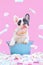 Blue pied French Bulldog dog puppy in bucket between marshmallow sweets on pink backgroundF