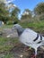 a blue pigeon on the ground