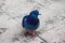 Blue pigeon on the streets of Irkutsk, Russia