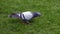 Blue pigeon about to take titbit on grass