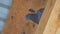 Blue pigeon under the roof on wooden beam