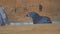 Blue pigeon under the roof on wooden beam