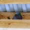 Blue pigeon under the roof on wooden beam