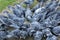 Blue pigeons gathered around and eat food