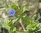 Blue Pimpernel