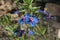 `Blue Pimpernel` flower - Anagallis Monelli