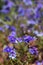 Blue pimpernel flowers on a field - Anagallis monelli