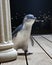 Blue pinguin looking curious around stone column of a building