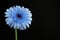 Blue Pink Abstract Gerbera Flower