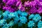 Blue and pink daisy flower closeup (Colorful Pyrethrum)