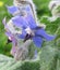 Blue and pink flowers of Borage borago officinalis with dew drops