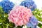 Blue and pink hydrangea