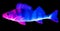 Blue pink snapper isolated on black background
