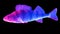 Blue pink snapper isolated on black background