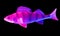 Blue pink snapper isolated on black background