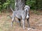 Blue Pitbull Terrier dog named sky outside on leash for waltonpets dog rescue pet adoption photo blog