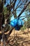 Blue pitchers hanged on tree branch