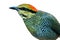 Blue Pitta bird