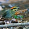 Blue Pitta bird