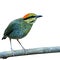 Blue Pitta bird