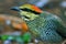 Blue Pitta bird