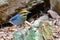 Blue Pitta bird