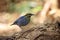 Blue pitta bird..Colorful blue pitta bird standing on the ground looking for food