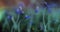 blue plants growing, spring time lapse, future futuristic planet, magic world germination
