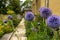 Blue plants in St Mary`s Church graveyard - Walthamstow - London