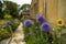 Blue plants in St Mary`s Church graveyard - Walthamstow - London