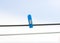 Blue plastic clothespin hanging on a rope on sky background