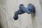 Blue Plastic Faucet