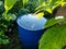 Blue, plastic water barrel reused for collecting and storing rainwater for watering plants full with water