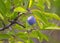 Blue plum growing on a branch