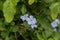 Blue Plumbaginaceae flower in the garden.